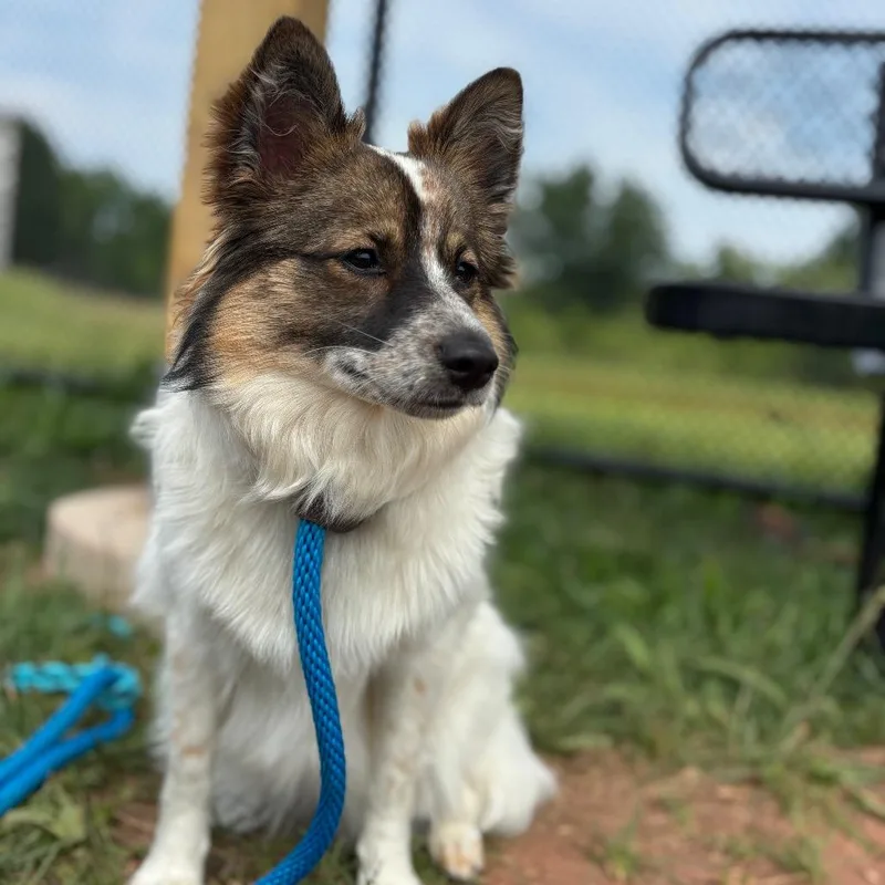 An adult medium-sized female White / Cream Mixed Breed dog named Cabana Girl for adoption in York, PA