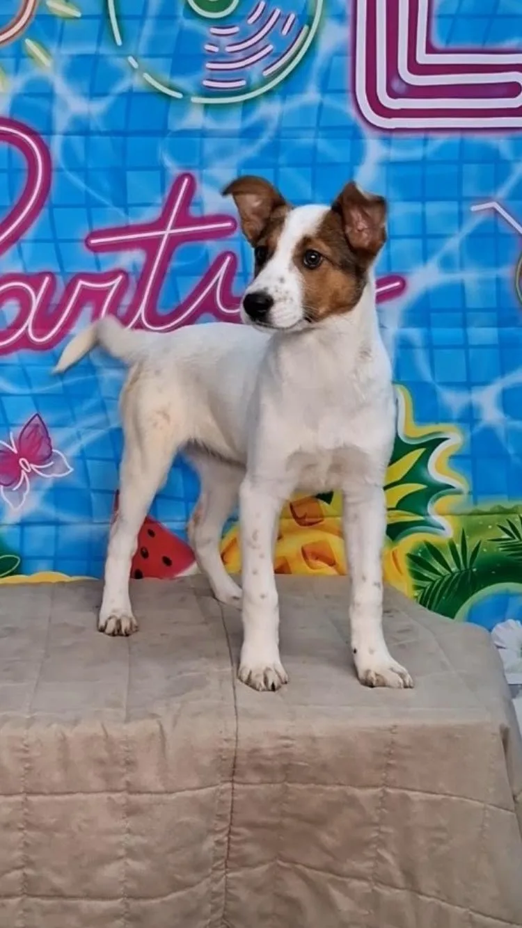A baby medium-sized female Tricolor (Brown, Black, & White) Mixed Breed dog named Reagan for adoption in Medfield, MA