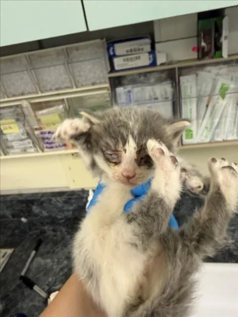 A baby small-sized male Gray / Blue / Silver Domestic Short Hair cat named Merlin for adoption in Woodland, CA