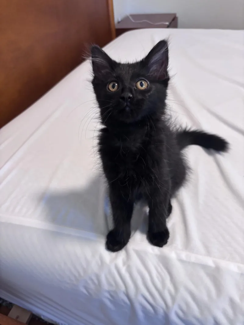 A baby small-sized female Black Domestic Medium Hair cat named A C Bayside for adoption in Chandler, AZ