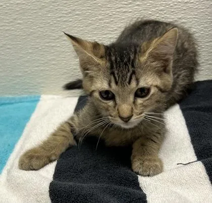 A young small-sized female Domestic Short Hair cat named Leilani for adoption in Phoenix, AZ