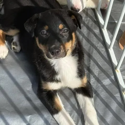 A baby small-sized female Black Australian Cattle Dog / Blue Heeler dog named Sage for adoption in Fredericksburg, VA