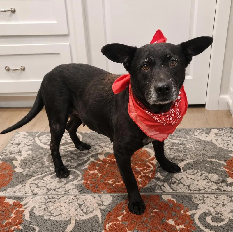 A senior medium-sized female Bicolor Labrador Retriever dog named Hope for adoption in Oak Point, TX