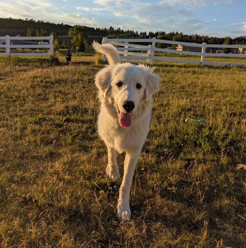 A baby large-sized female Akbash dog named Neve  Bunny for adoption in Thayne, WY