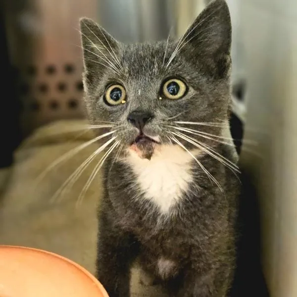 A baby small-sized male Domestic Short Hair cat named Benjamin Button for adoption in Dublin, CA