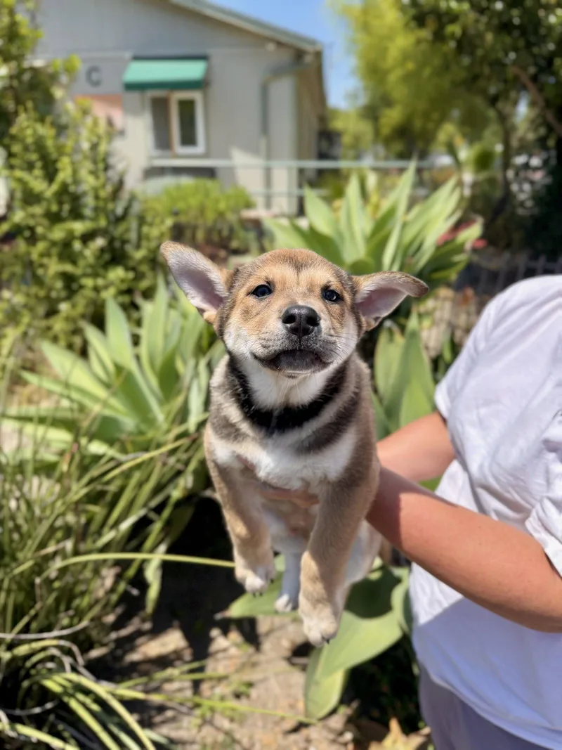A baby medium-sized female Mixed Breed dog named Nougat for adoption in Seal Beach, CA
