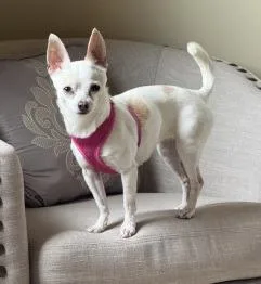 An adult small-sized female Chihuahua dog named Sansa for adoption in Thompson Falls, MT