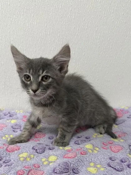 A young small-sized male Domestic Short Hair cat named Electric Pickle for adoption in Phoenix, AZ