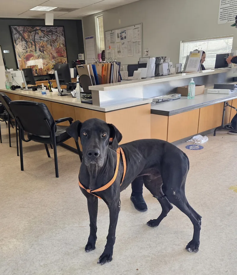 A young extra large-sized male Great Dane dog named Luffy for adoption in San Pedro, CA