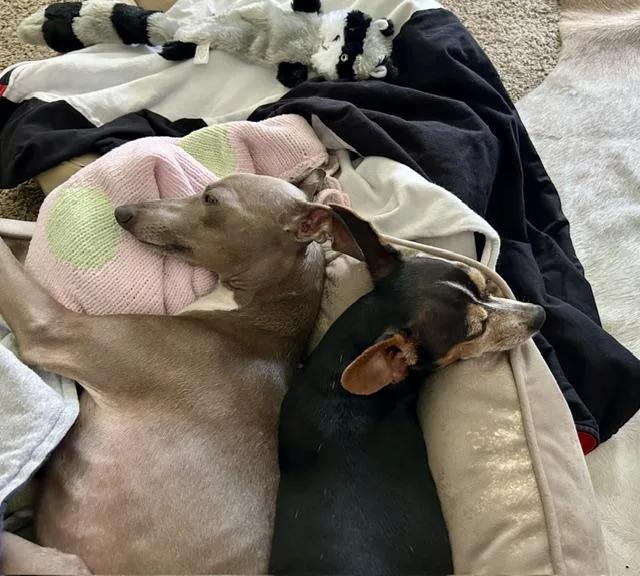 An adult small-sized male Italian Greyhound dog named Renzo & Dexter for adoption in Edgewater, MD