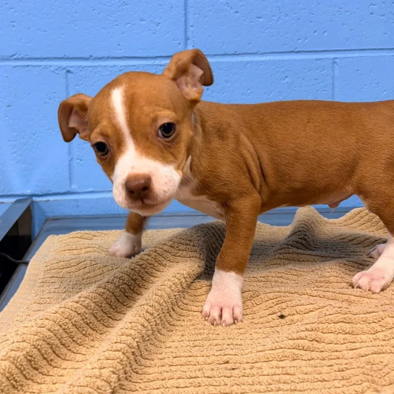 A baby small-sized male Red / Chestnut / Orange Chihuahua dog named Bordeaux for adoption in Belleville, IL