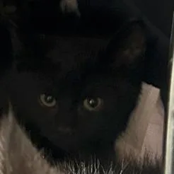 A baby medium-sized female Black Domestic Short Hair cat named B Scout Roswell for adoption in Denver, CO