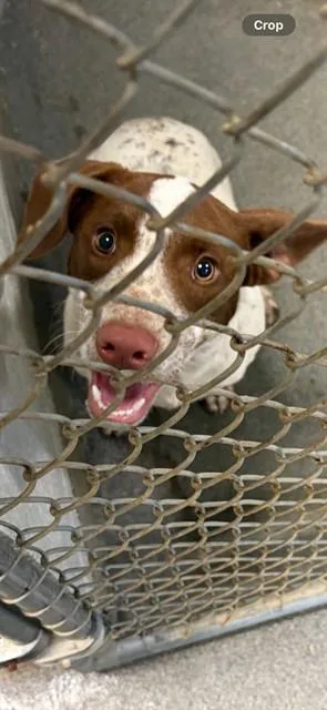 A young medium-sized male Parson Russell Terrier dog named Mushroom for adoption in Huntsville, AL