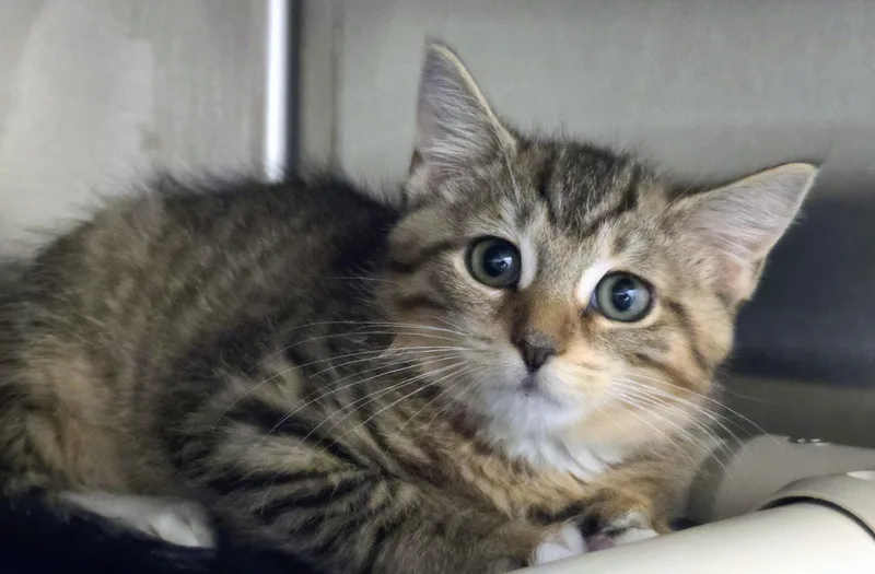 A baby medium-sized female Tabby (Brown / Chocolate) Domestic Short Hair cat named June for adoption in Amityville, NY