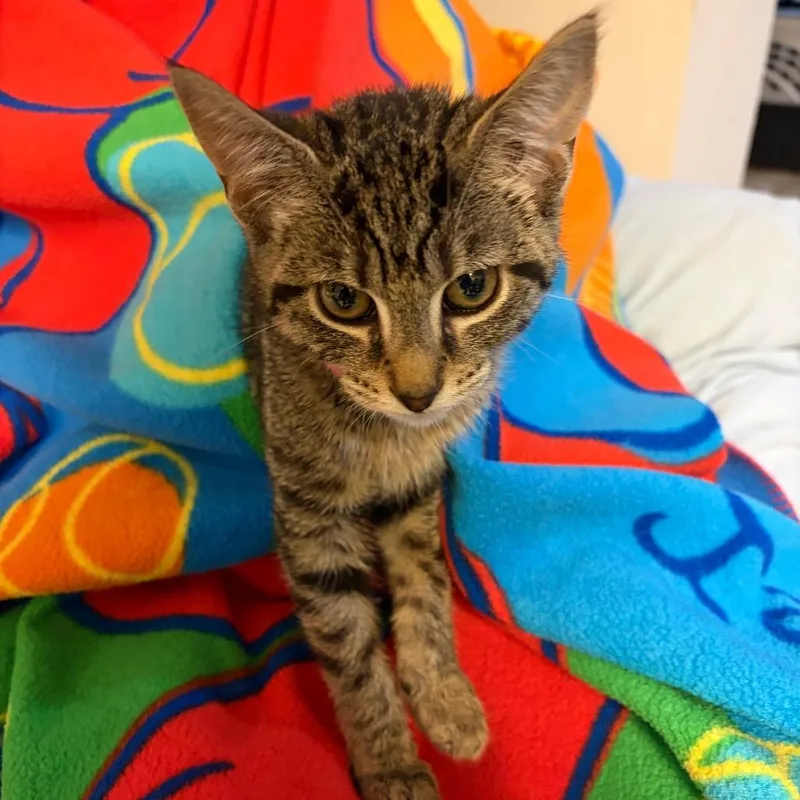 A baby small-sized male Brown / Chocolate Domestic Short Hair cat named Groot for adoption in Waldorf, MD