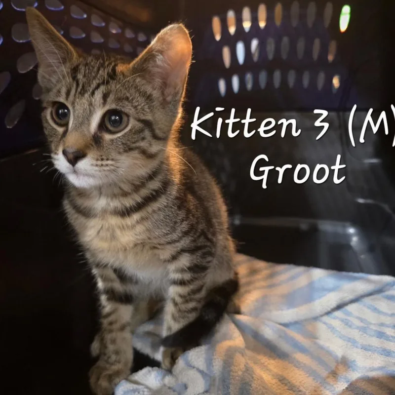 Groot thumbnail 2
