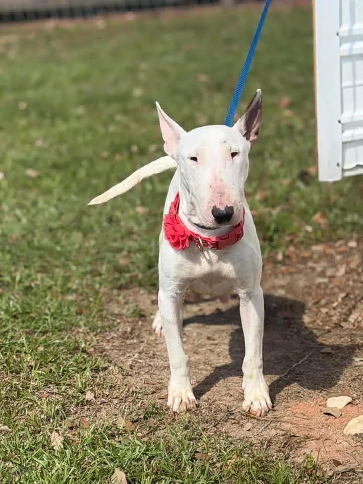 A young medium-sized female Bull Terrier dog named Piggy for adoption in Lutz, FL