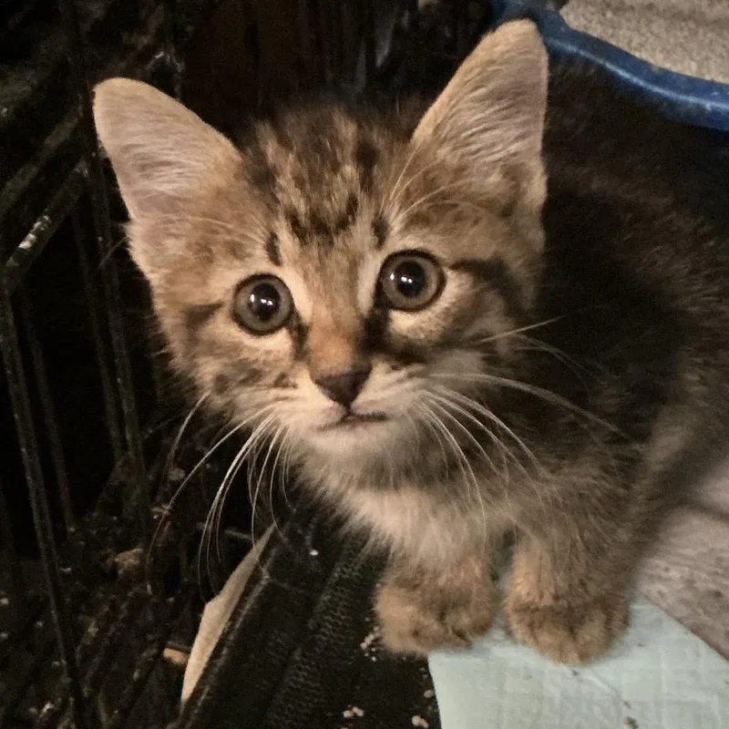A baby small-sized female Domestic Short Hair cat named Mystery for adoption in Durant, OK