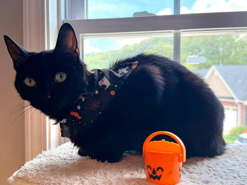 An adult medium-sized female Domestic Short Hair cat named Aggie Cromwell for adoption in Charleston, WV