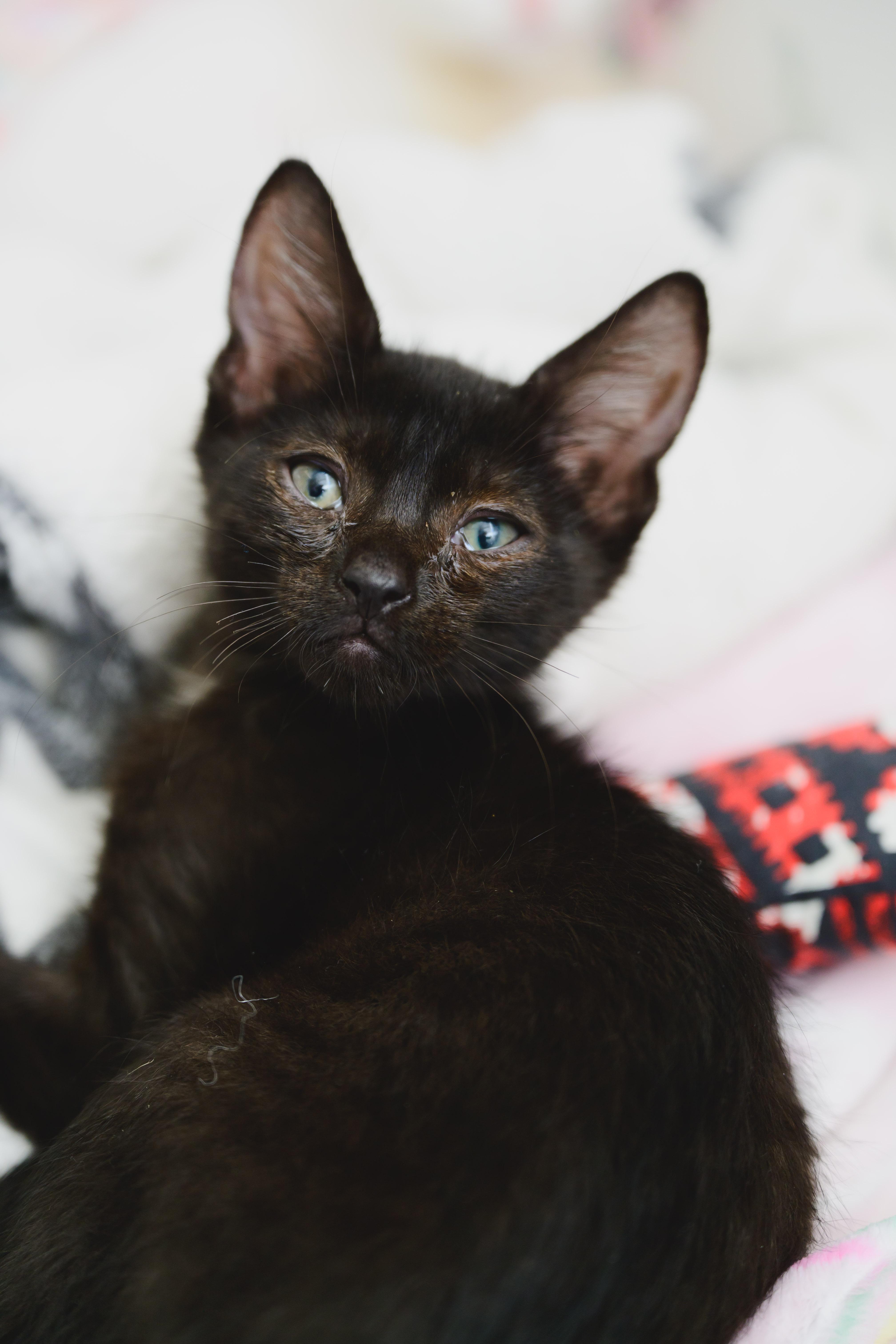 A baby small-sized male Domestic Short Hair cat named Cleopatra Velvet for adoption in Honolulu, HI
