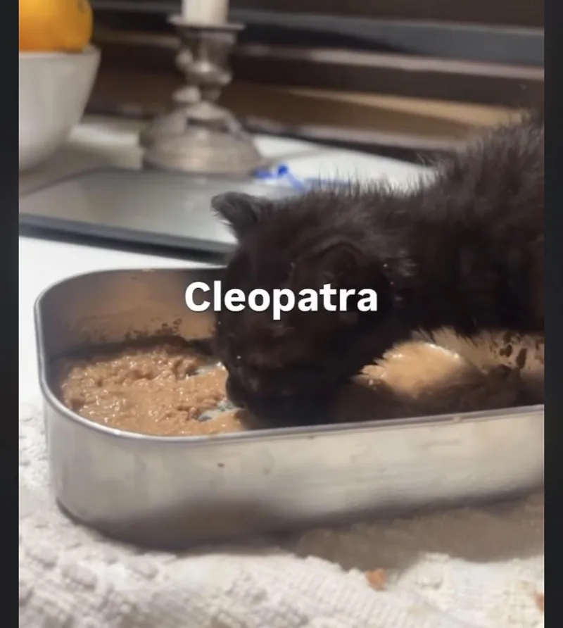 Cleopatra Velvet thumbnail 3
