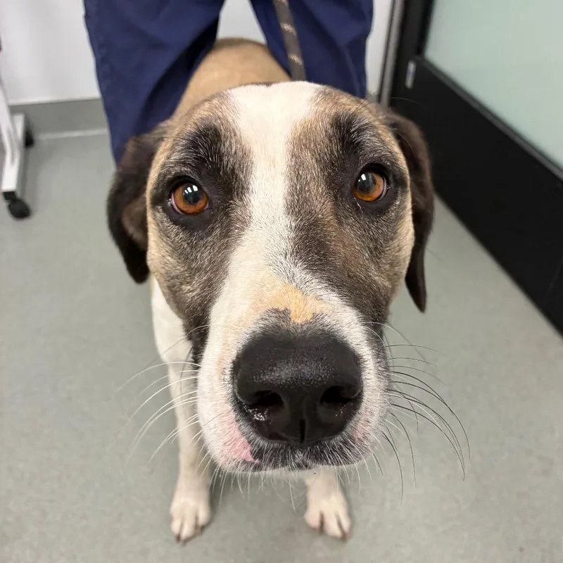 An adult large-sized male Yellow / Tan / Blond / Fawn Anatolian Shepherd dog named Axel for adoption in Abilene, TX