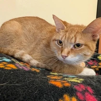 A young medium-sized male Tabby (Orange / Red) Domestic Short Hair cat named Tigger for adoption in Rochester, MN