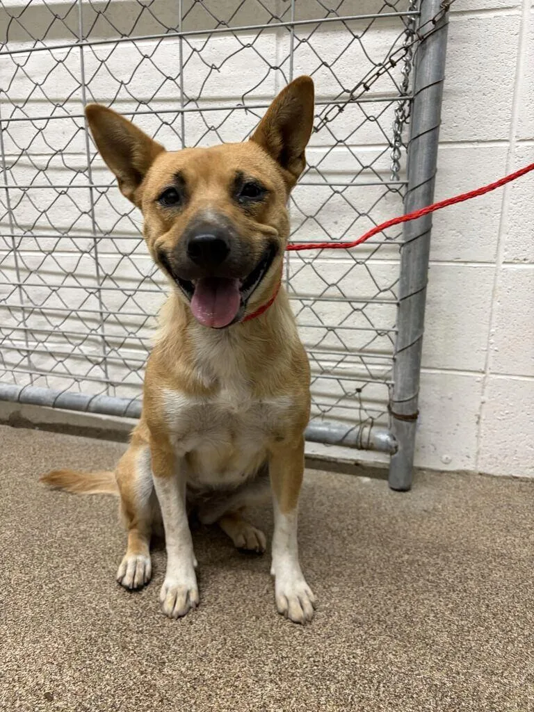 A young small-sized female Brown / Chocolate Klee Kai dog named Nova for adoption in Fruit Heights, UT