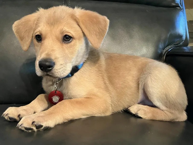 A baby large-sized male Labrador Retriever dog named Tim for adoption in Nashville, TN