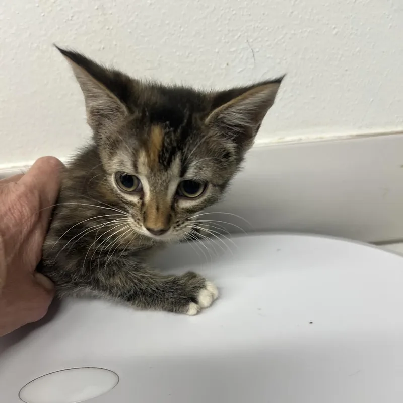 A baby small-sized female Domestic Short Hair cat named Pavone for adoption in St. Louis, MO