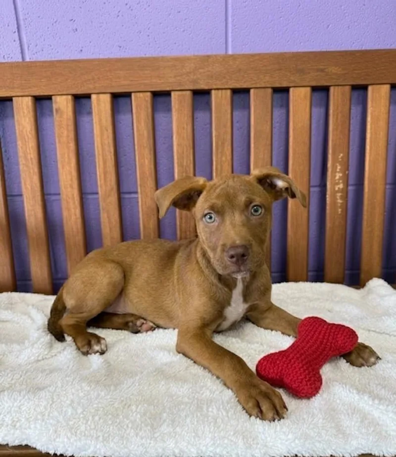 A baby medium-sized female Labrador Retriever dog named Pixie for adoption in North Prairie, WI