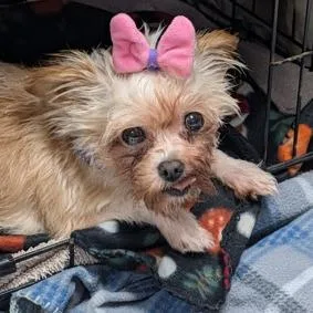 A senior small-sized female Brown / Chocolate Yorkshire Terrier dog named Lucy for adoption in Ramona, CA