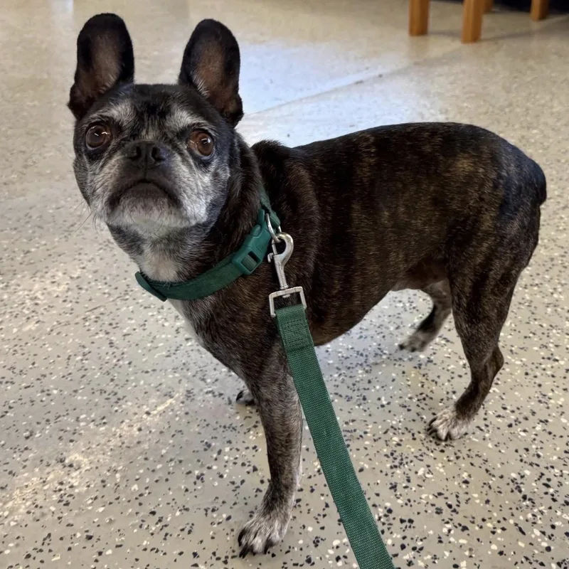 A senior small-sized male Brindle French Bulldog dog named Brodie for adoption in Blue Springs, MO