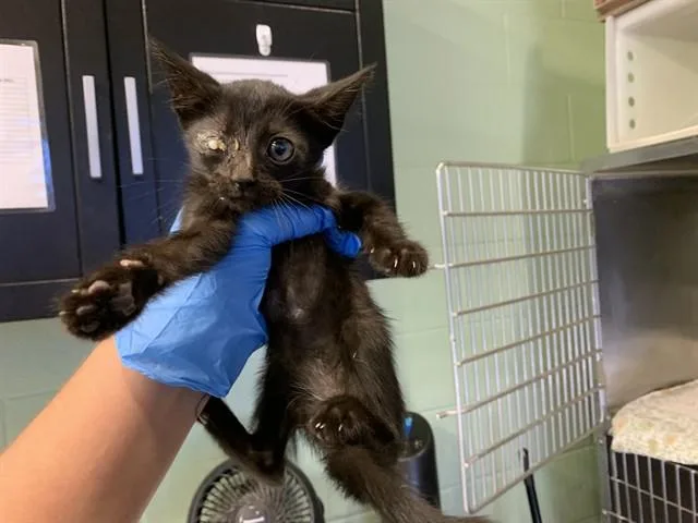 A baby small-sized female Domestic Short Hair cat named Midnight for adoption in Grand Prairie, TX