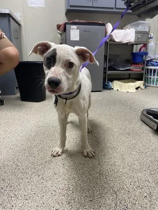 An adult medium-sized female Pit Bull Terrier dog named Ruby for adoption in Conway, AR