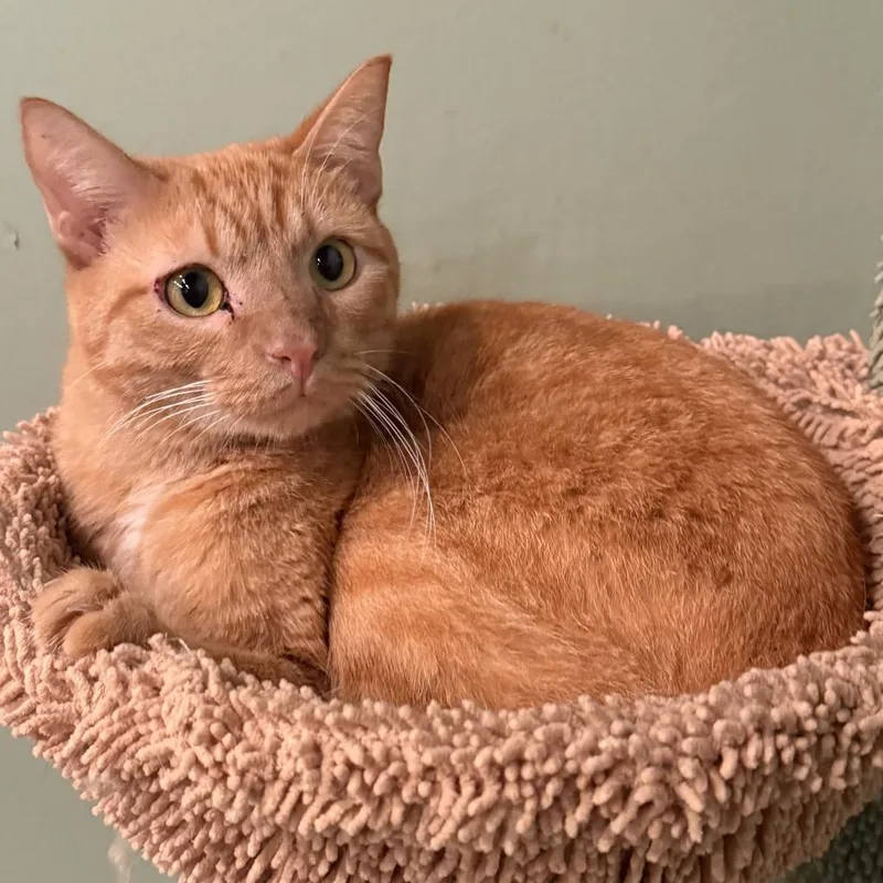 An adult medium-sized male Domestic Short Hair cat named Garfield for adoption in Jefferson city, TN