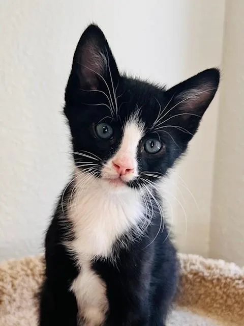 A baby small-sized male Domestic Short Hair cat named Kirk for adoption in Sacramento, CA