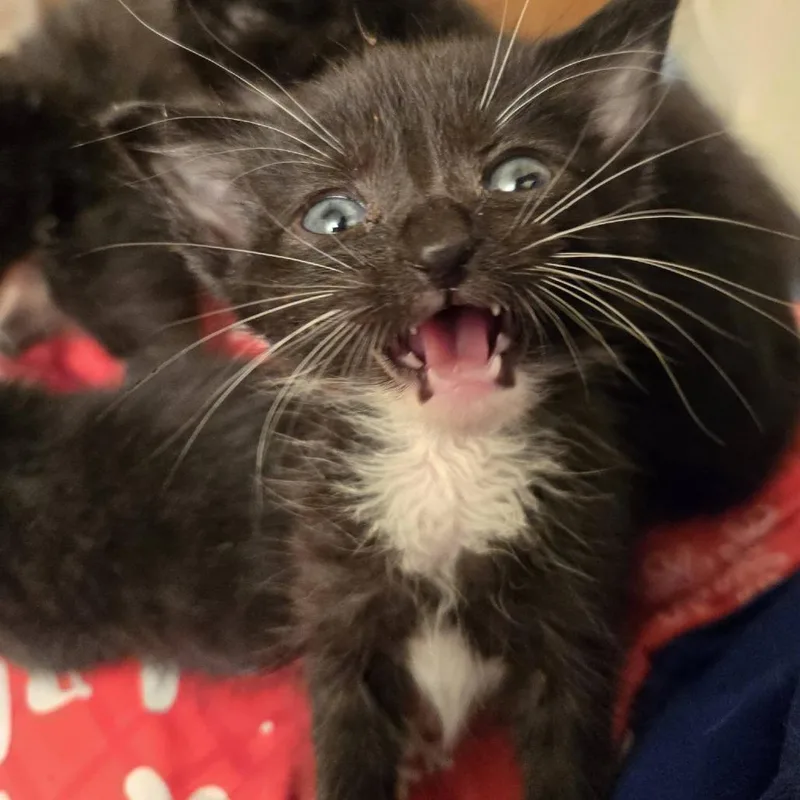 A baby small-sized male Black Domestic Short Hair cat named Beetle for adoption in West Olive, MI