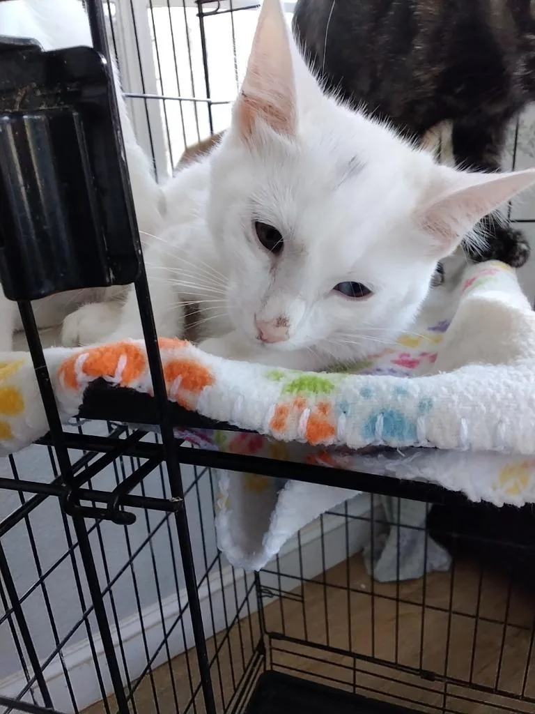 A baby medium-sized female Domestic Short Hair cat named Blue eye for adoption in Richland Hills, TX