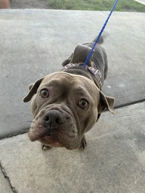 A young small-sized female American Bulldog dog named Lola for adoption in Miami, FL