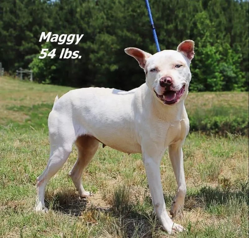 An adult large-sized female Mixed Breed dog named Maggy for adoption in Oxford, NC