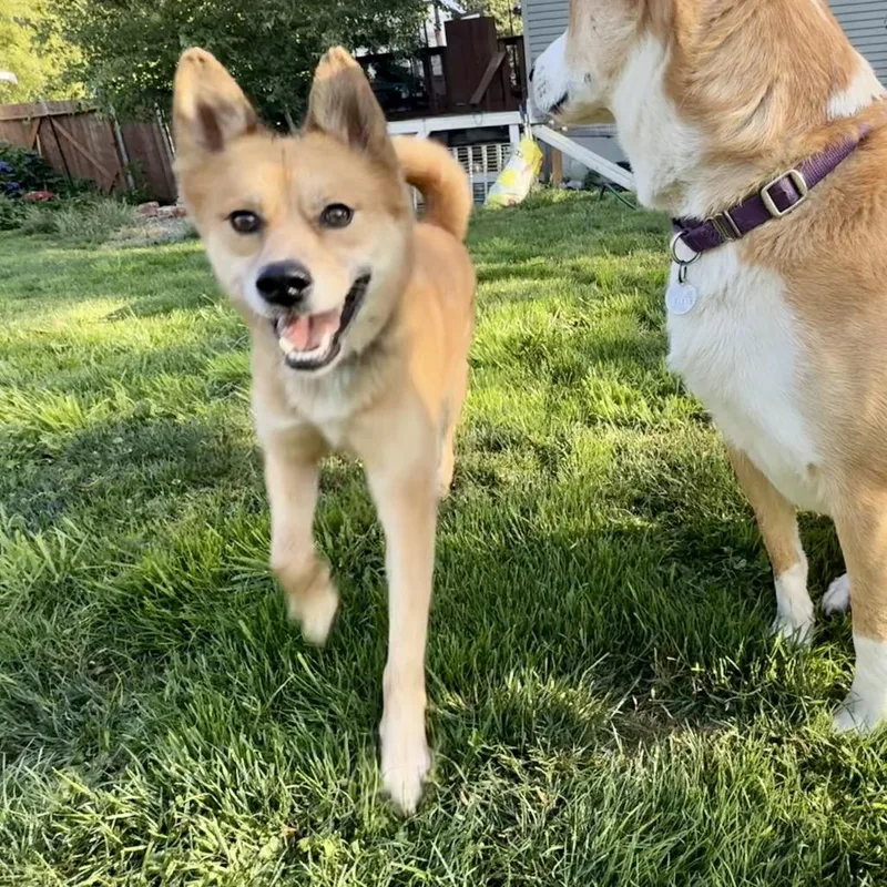 An adult medium-sized male Yellow / Tan / Blond / Fawn Shiba Inu dog named Theo for adoption in Bellingham, WA