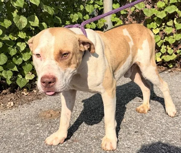 An adult large-sized male Pit Bull Terrier dog named Joe Louis for adoption in Mobile, AL
