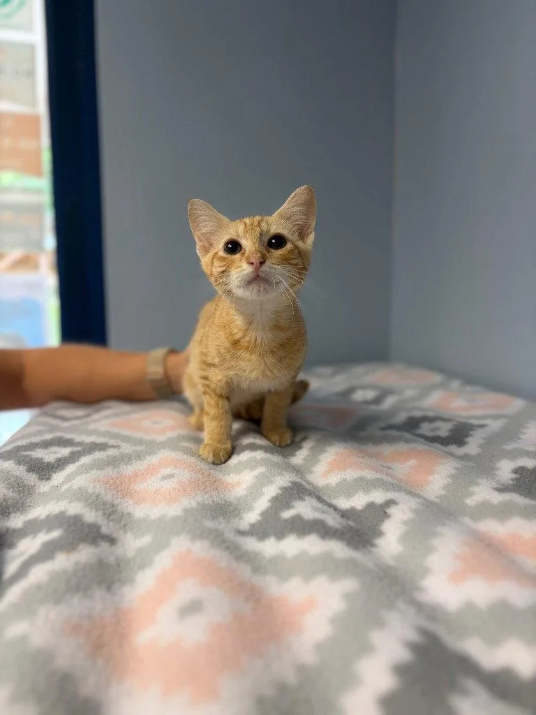 A baby small-sized male Orange / Red Domestic Short Hair cat named River for adoption in Lovingston, VA