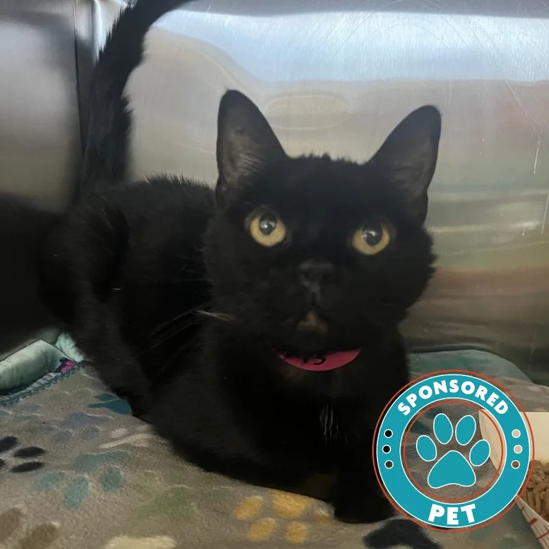 A senior medium-sized female Black Domestic Short Hair cat named Abby for adoption in Lakeland, FL