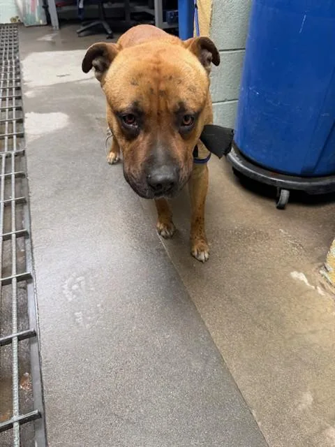 Gotti