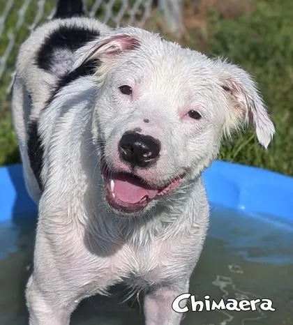 Chimaera thumbnail 3