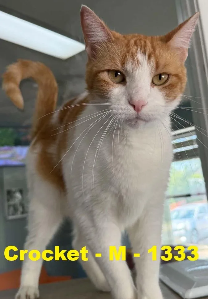 Crocket