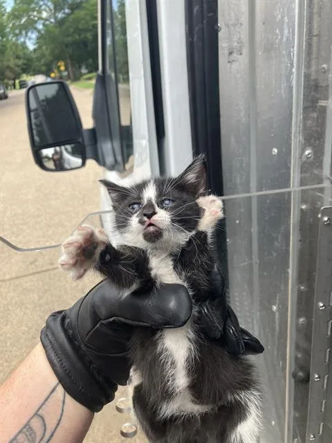 A baby medium-sized female Domestic Medium Hair cat named Jamie for adoption in Dallas, TX