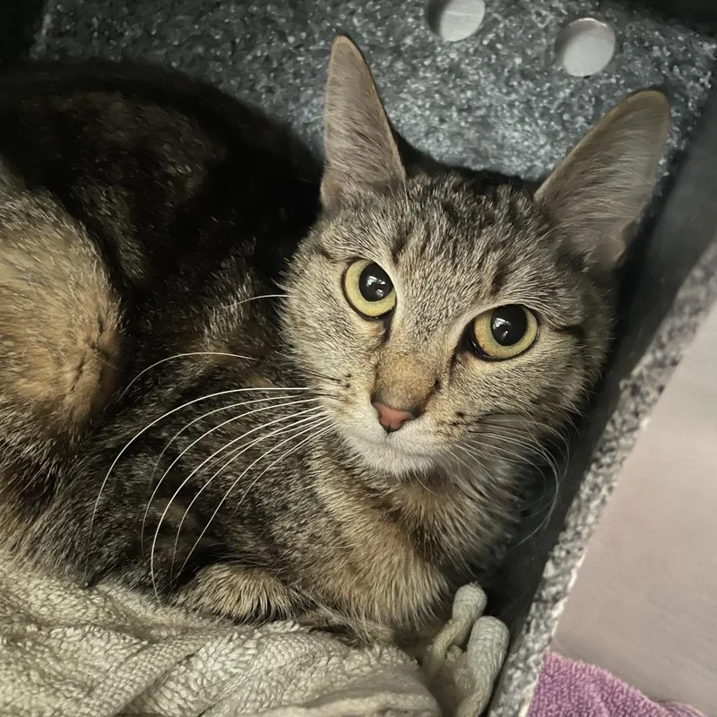 Cherry Working Cat thumbnail 2